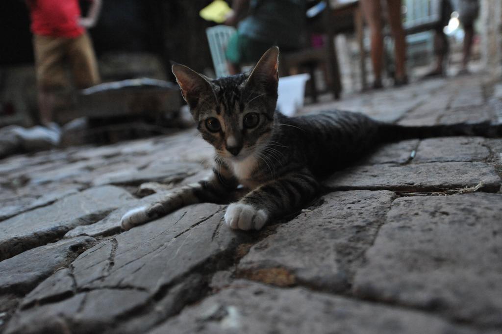 Olympos Koyevi Countryhouse エクステリア 写真